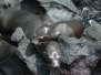 Galapagos 02