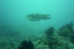 image11