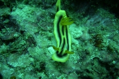 image14