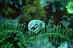 image6