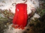 Red Sea 07