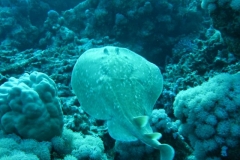 image6