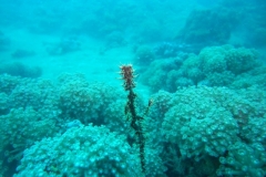 image11