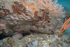 image13