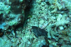 image6