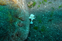 image7