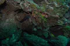 image8